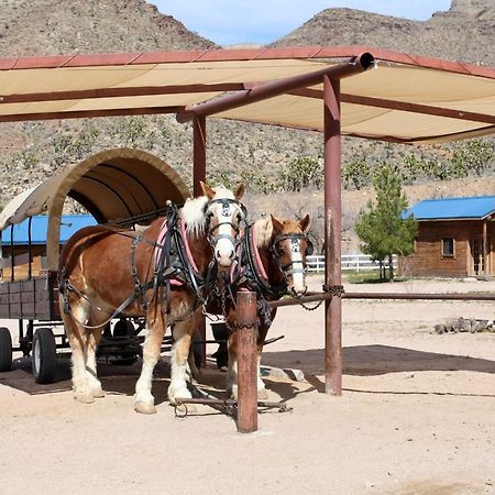 Grand Canyon Western Ranch Meadview Bagian luar foto