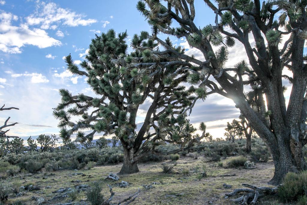 Grand Canyon Western Ranch Meadview Bagian luar foto