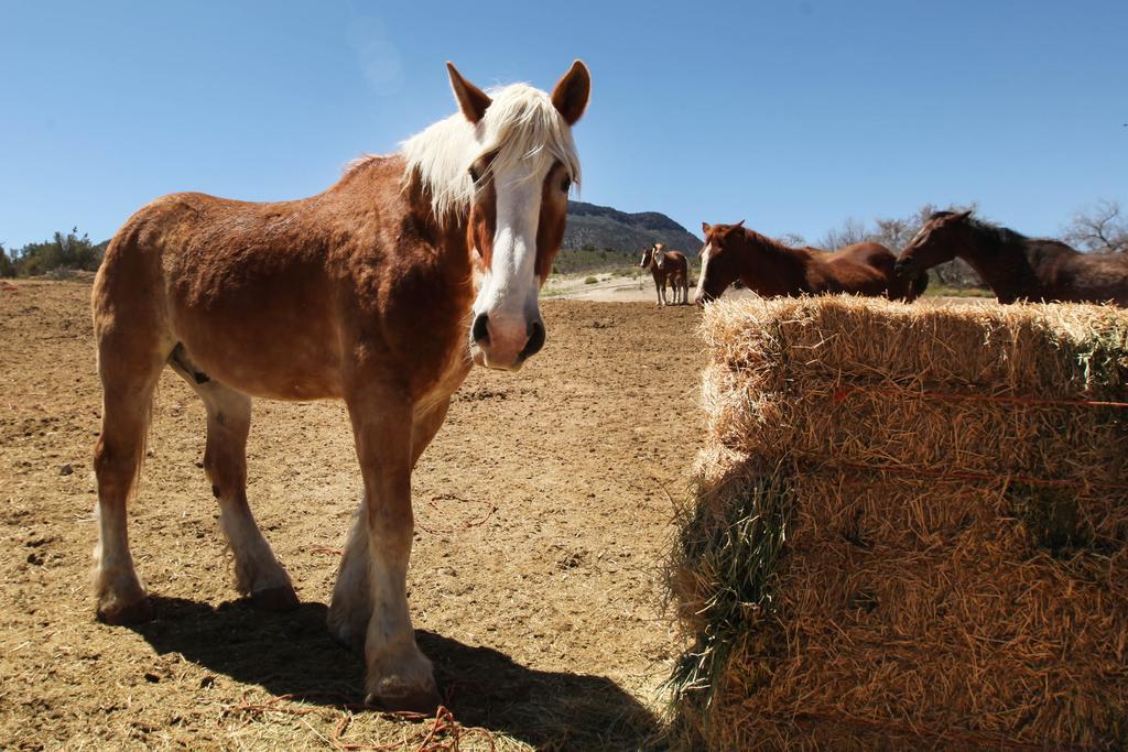 Grand Canyon Western Ranch Meadview Bagian luar foto