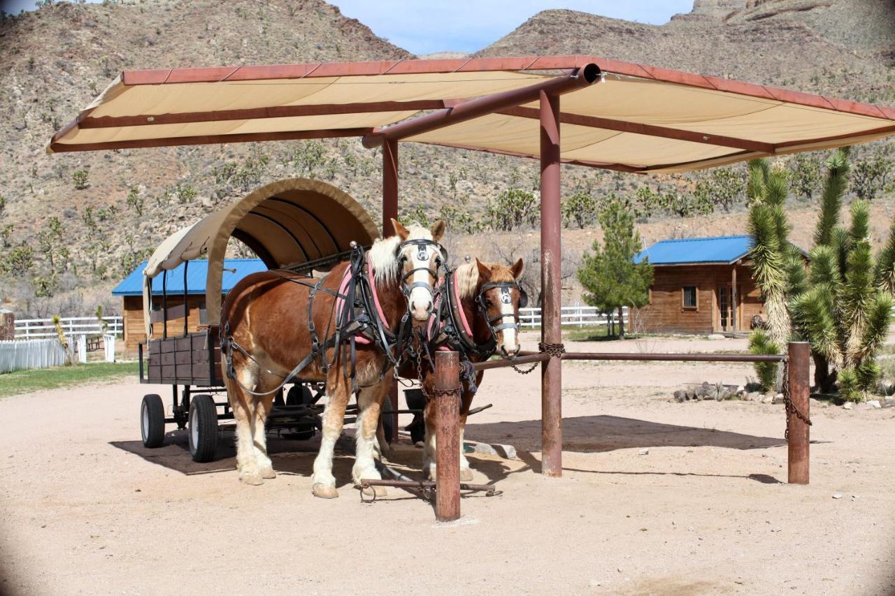 Grand Canyon Western Ranch Meadview Bagian luar foto